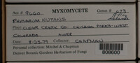 Physarum nutans image